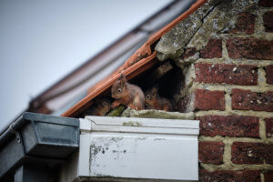 Squirrels peaking out of hole in the roof in attic